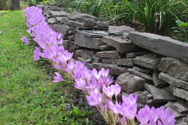 Colchicum 'Giant'