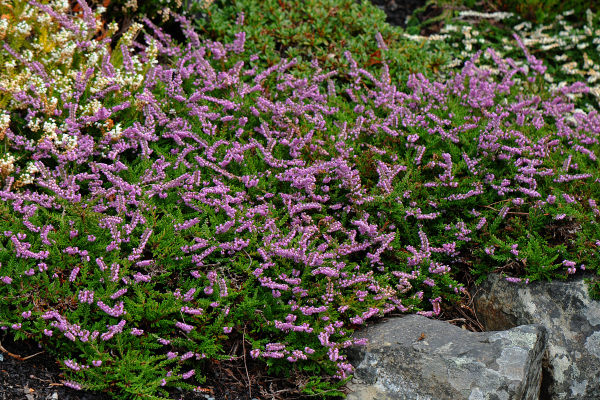 Calluna vulgaris  ‘Indian Thick Rug’
