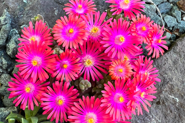 A Delosperma seeding