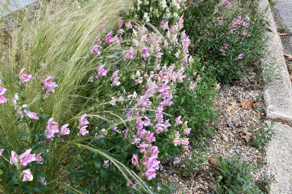 The hell strip garden bed in its second summer