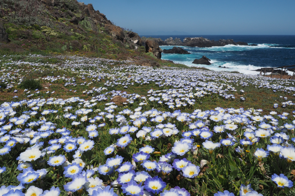 Nolana paradoxa blooming at  Puquén Los Molles nature preserve. 