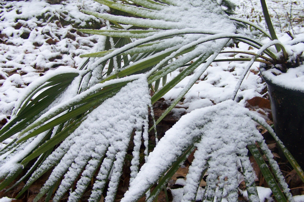 Trachycarpus nanus fronds covered with snow