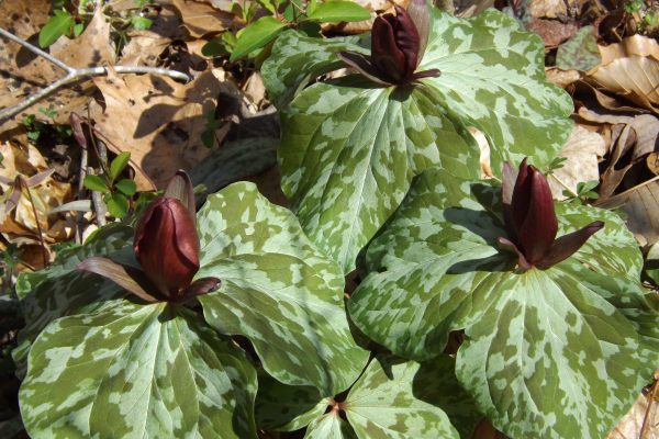 Trillium cuneatum