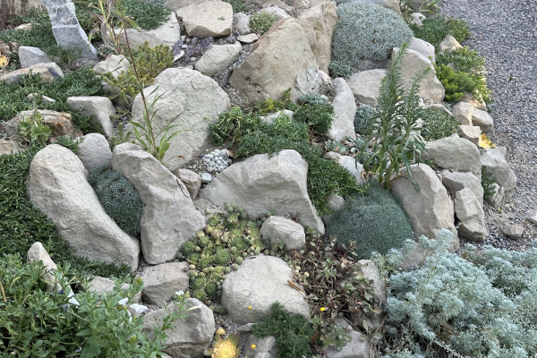 The completed crevice garden.