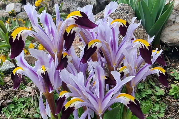 Iris-warleyensis