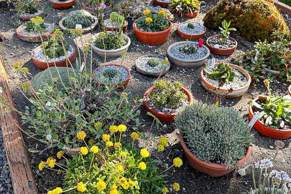 Various plants in the plunge bed in the alpine frame.