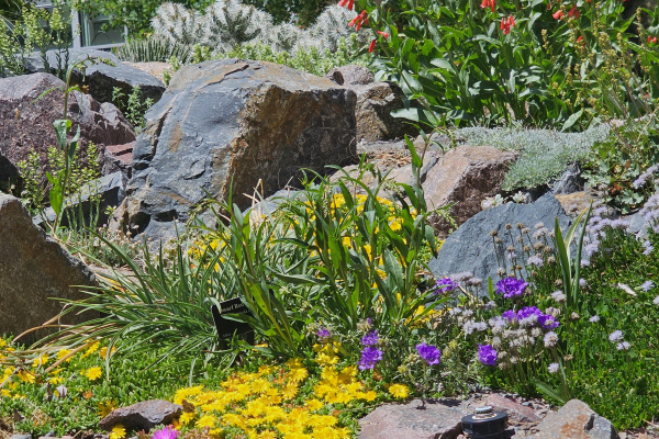 Mid-June is peak bloom time in the Crevice Garden.  From top to bottom: Penstemon eatonii, Delosperma nubigenum,  Campanula spp., and Delosperma cooperi.