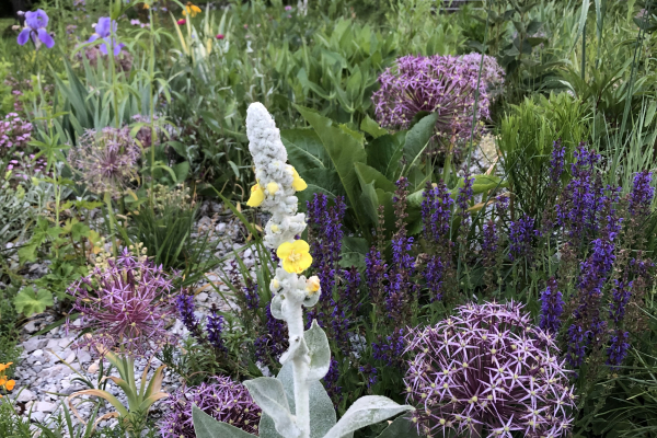 Verbascum bombyciferum, Allium christophii,  and Salvia nemorosa ‘May Night Strain’