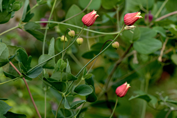 Clematis texensis Photo by Alla Olkhovska