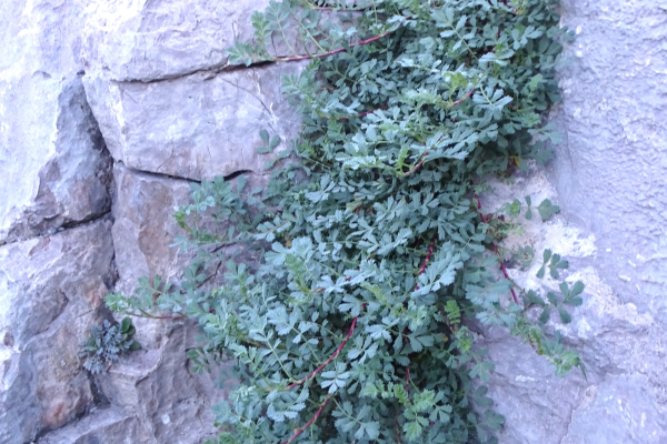 Acaena caesiiglauca growing in a crack in a rock  at Denver Botanic Gardens