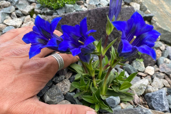 Gentiana acaulis