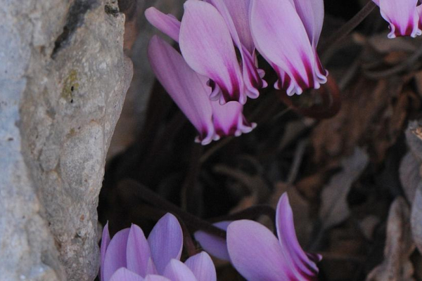 Cyclamen confusum