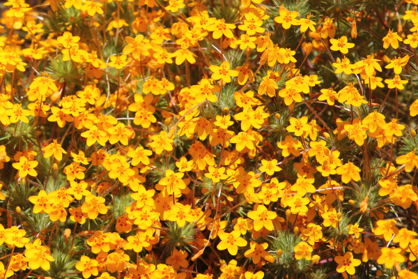 Leptosiphon parviflorus