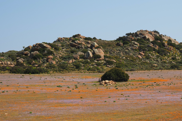 Meadow near Kamieskroon
