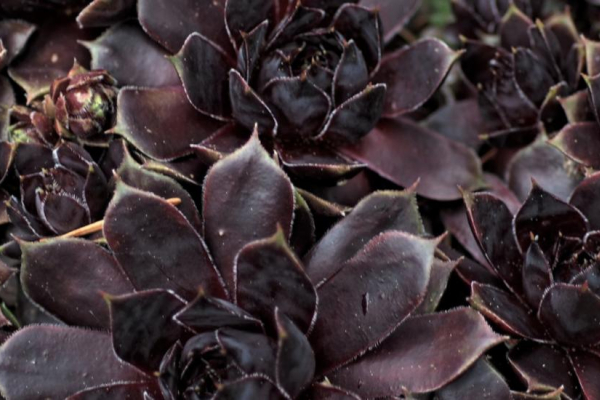 'Patent Leather Shoes'