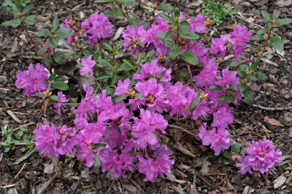 Rhododendron dauricum 'Nanum'
