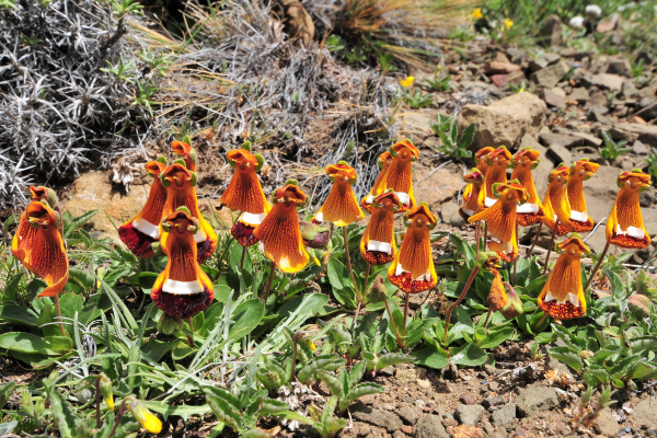 Calceolaria uniflora