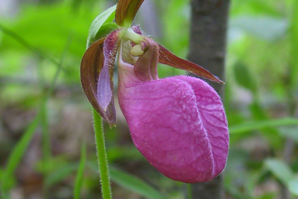 Pink lady’s-slipper (Cypripedium acaule) can grow in surprisingly dry, infertile sites in the pine barrens.