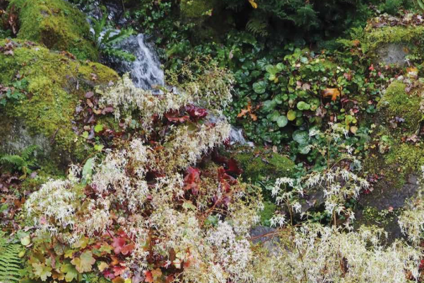 Saxifraga fortunei ‘Rubrifolia’ in flower on the rock garden at Wisley with S. stolonifera, out of flower, in background