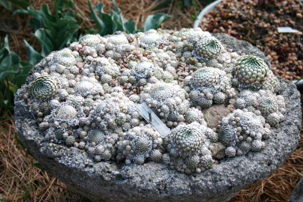 A trough full of Orostachys spinosa.