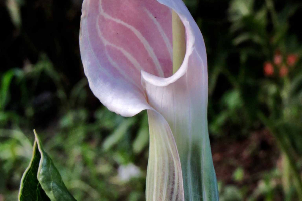 Arisaema candidissimum is sweetly scented to some noses.