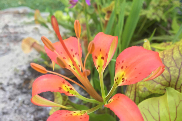 Lilium catesbaei