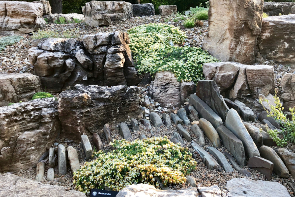 Teucrium montanum growing in a crevice bed.