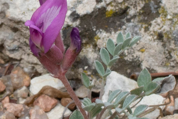 Astragalus chamaeleuce blooming happily in a trough.