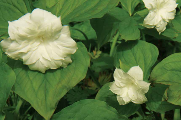 Trillium grandiflorum 'Pamela Copeland' (Tony Reznicek)