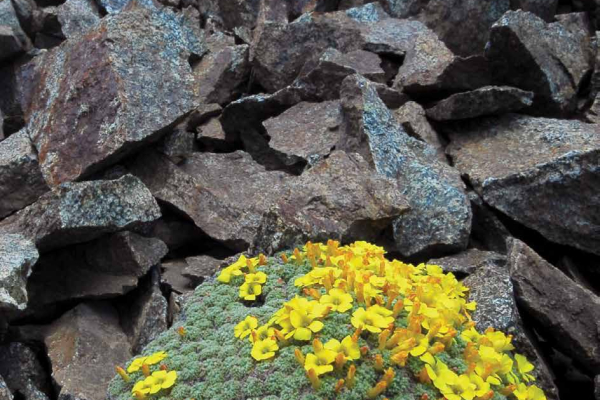 Oxalis erythrorhiza - Cerro Cathedral