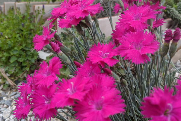 Dianthus ‘Red Penny’ 