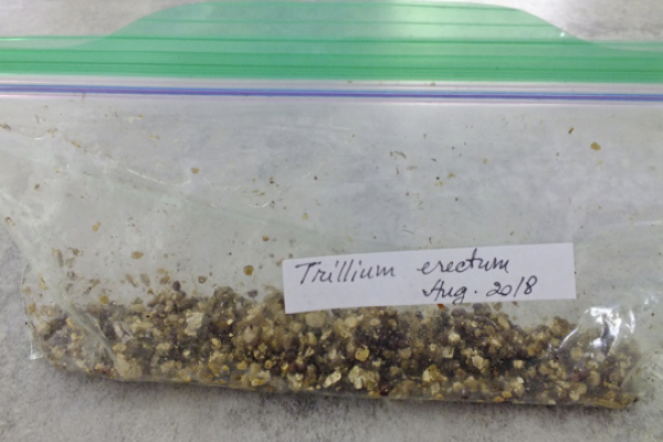 Seed moist-packed in vermiculite. Photo by Gabriela Costea