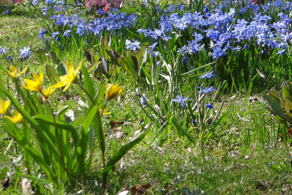 A bulb lawn in bloom