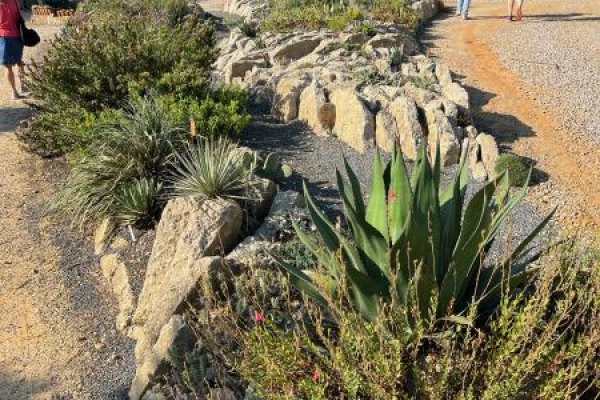Crevice garden at Juniper Level Botanic Garden in North Carolina.