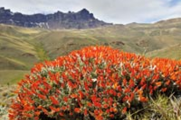 Anarthrophyllum desideratum