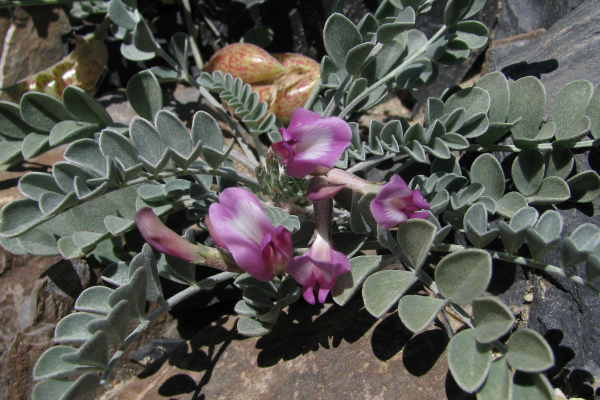 Astragalus chamaeleuce