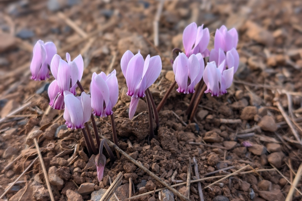 Cyclamen graecum
