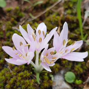 Colchicum cretense