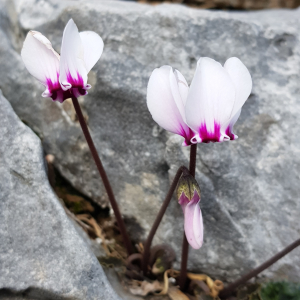 Cyclamen graecum ssp candicum