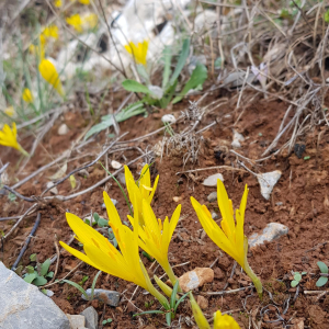 Sternbergia gruteriana