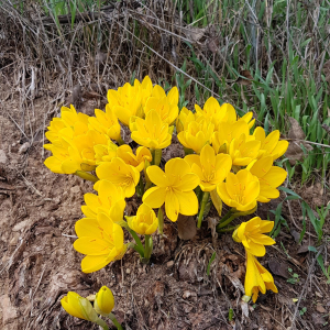 Sternbergia lutea