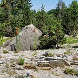 Montreal Crevice Garden