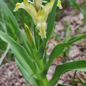 Iris-pseudocapnoides
