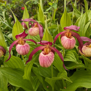 Wisley-Cypripedium-Gisel