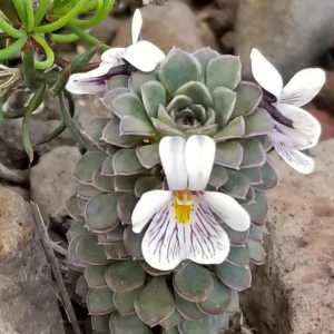 Viola columnaris