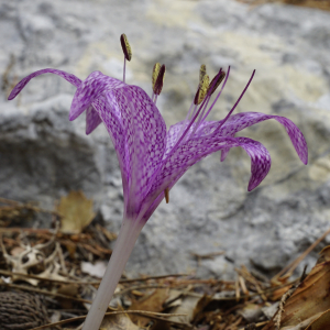 Colchicum variegatum