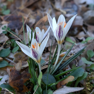 Crocus laevigatus, growing wild in Crete