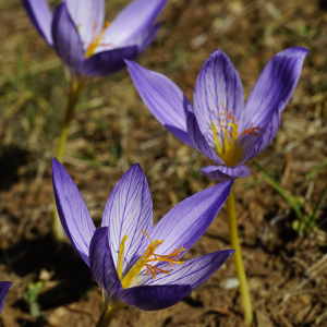Crocus speciosus