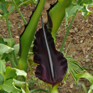Dracunculus vulgaris