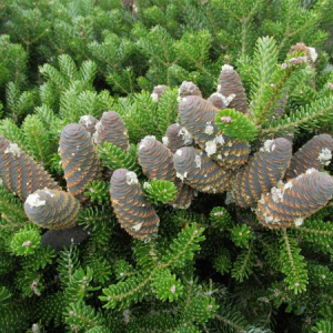 Abies koreana 'Compact dwarf'
